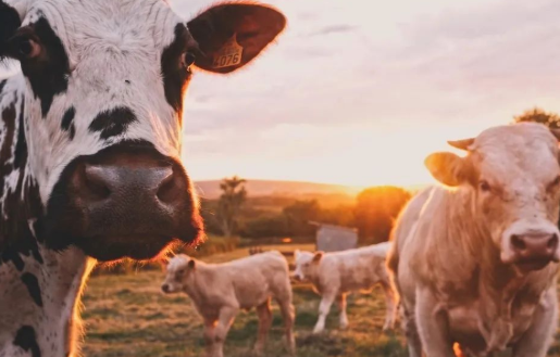 科技巨頭為什么不肯放過“豬牛羊”？